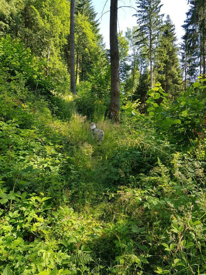 Appartamento Wiesenblume Schönau im Schwarzwald Esterno foto